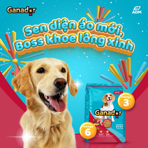 3 Gói 400g Thức Ăn Hạt Chó Lớn Ganador Roasted Beef Flavor - Vị Bò Nướng - Thức ăn hạt cho Chó - Ảnh 3