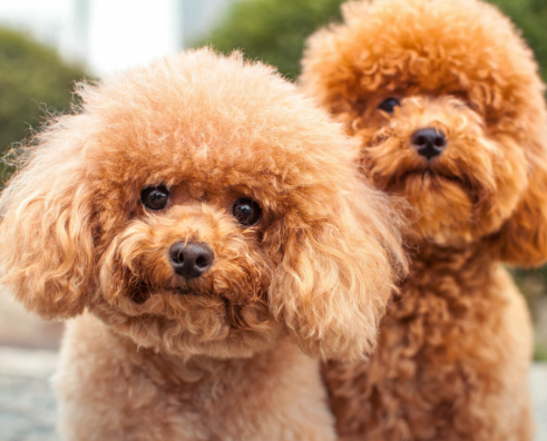 sữa tắm tốt cho chó poodle