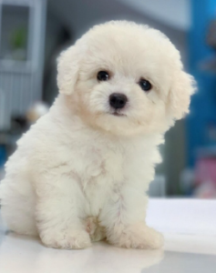 sữa tắm cho chó poodle trắng