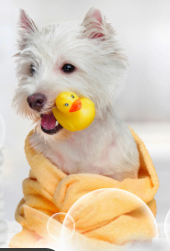 sữa tắm shampoo cho chó
