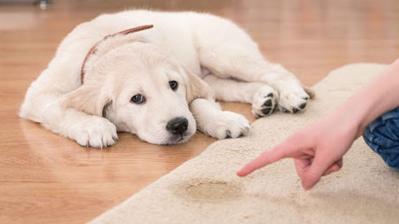 Lý do nên dạy chó đi vệ sinh đúng chỗ